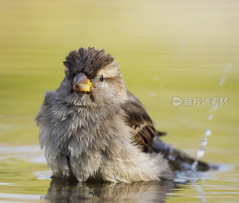 家麻雀(Passer domesticus)女洗澡